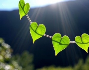 al-you-need-is-love-design-green-heart-heart-leaves-hearts-Favim.com-39157