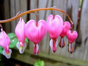 2462567280_88cbd22296