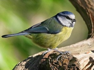 Άλαλο αηδόνι Βαμβουνάκη